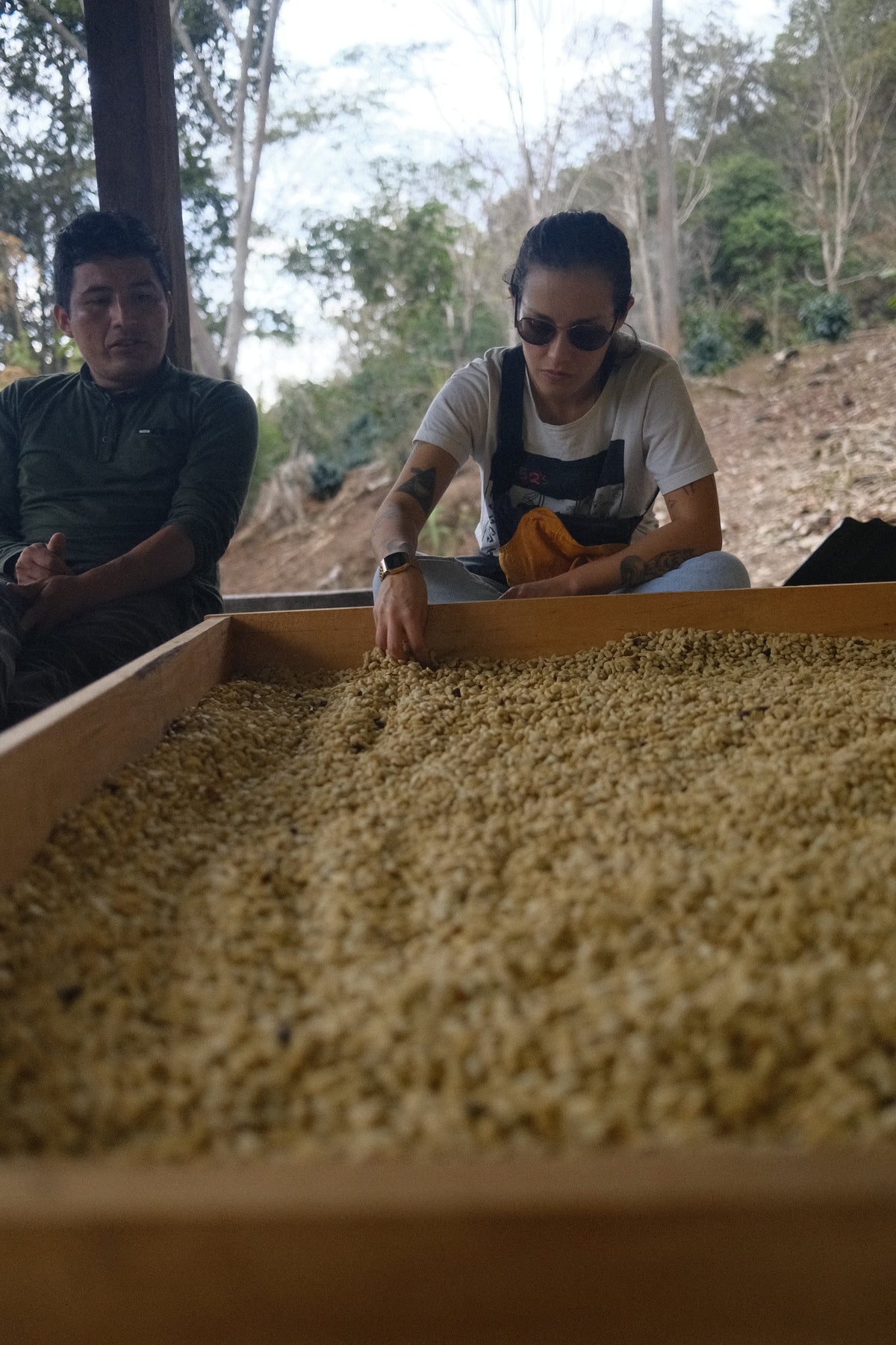 Green coffee beans spread out for sorting at origin