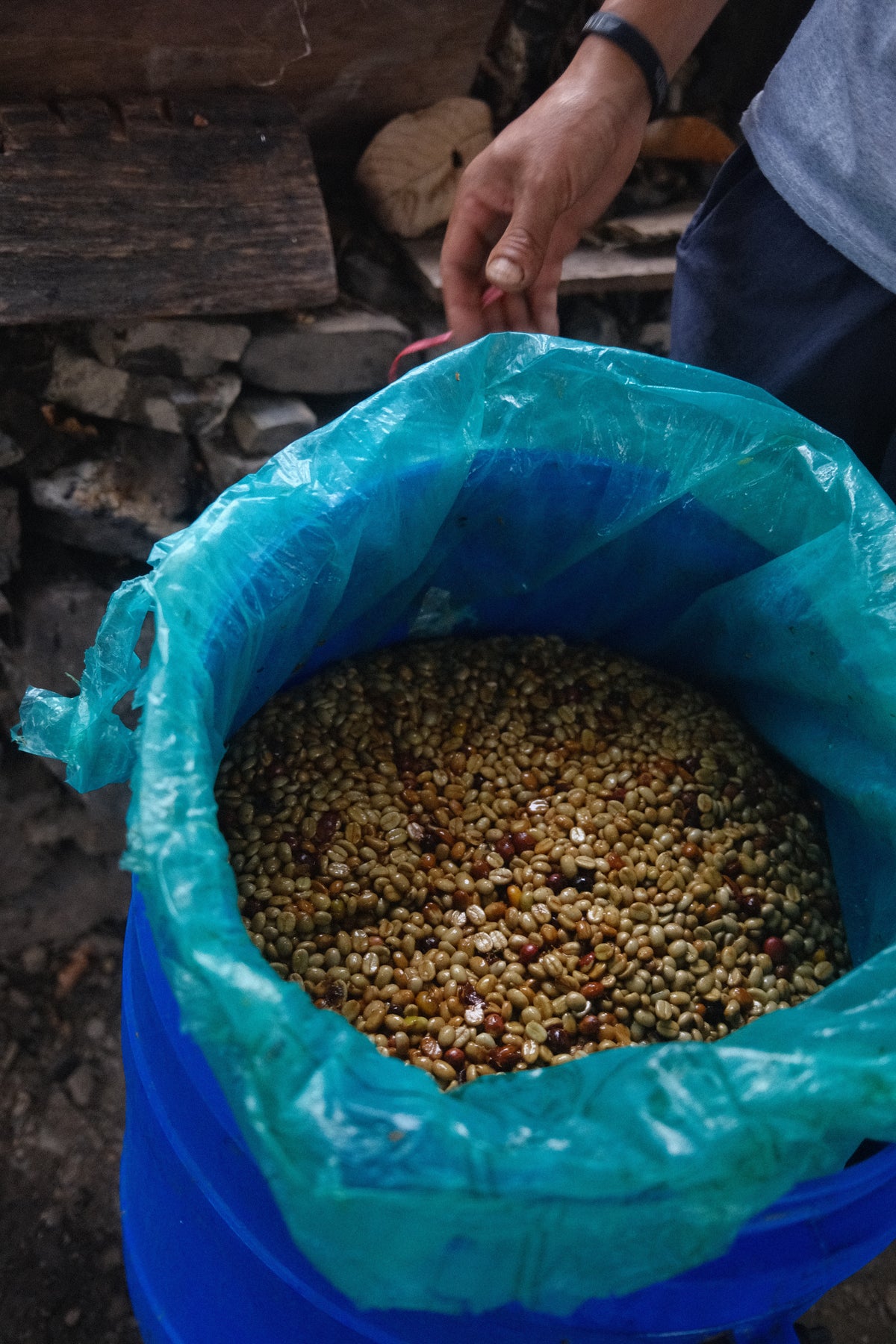 Green coffee beans held in a cloth after milling