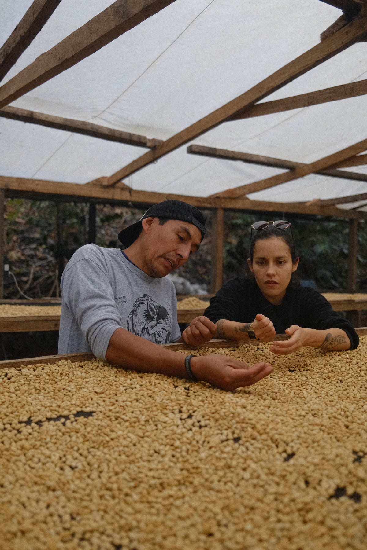 Hand sorting coffee at the mill