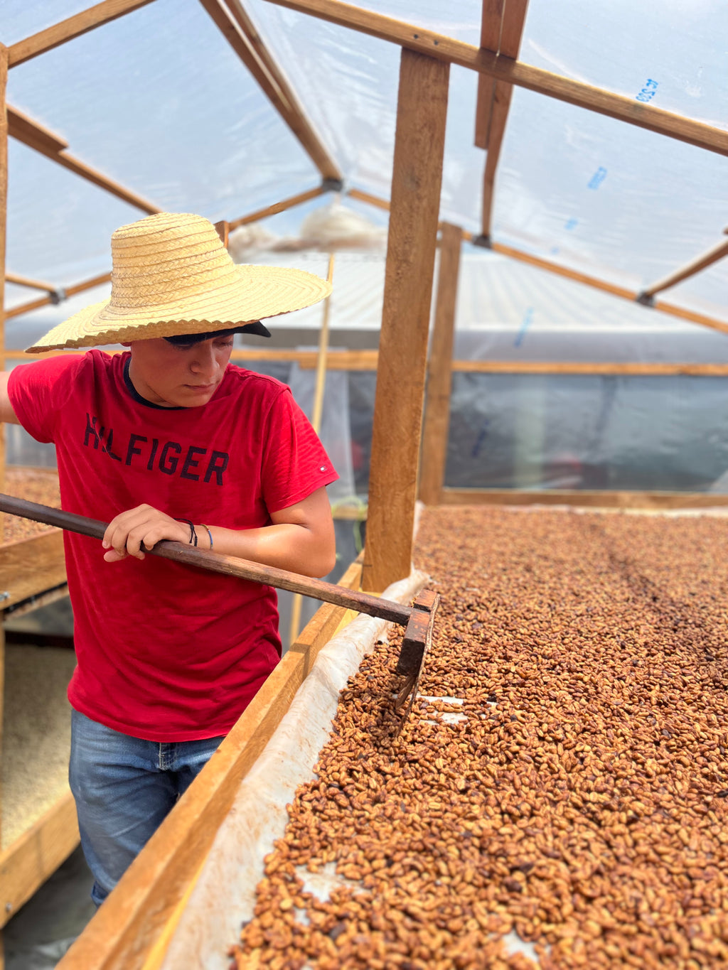 Angel Ochoa raking coffee as it dries under the solar dryer at Finca Mi Refugio, Santa Barbara, Honduras