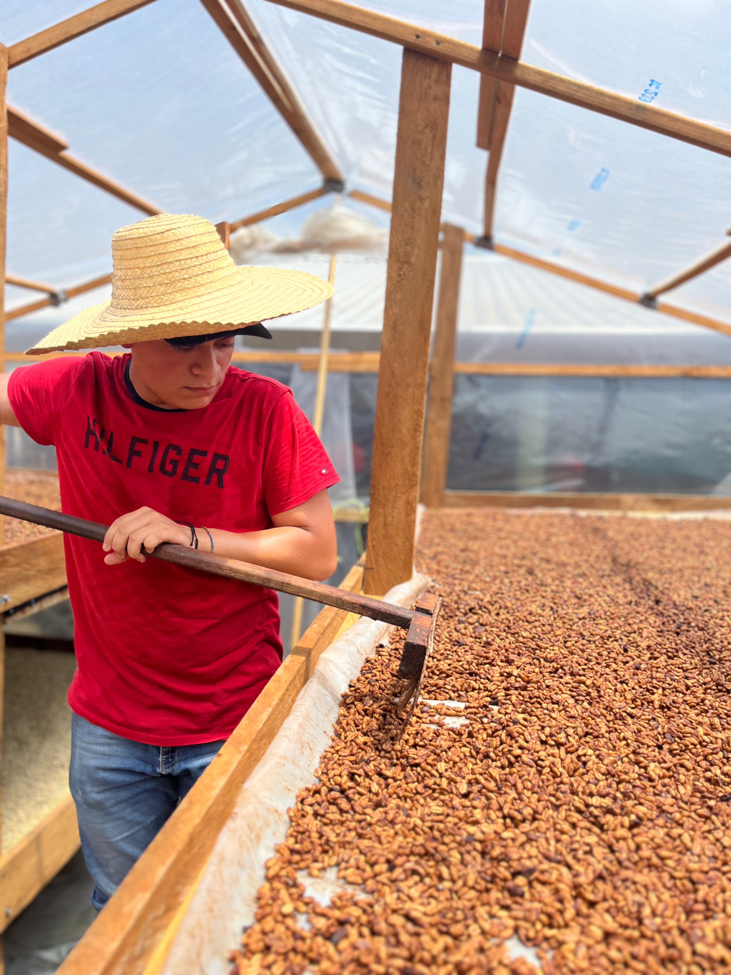 Angel Ochoa raking coffee as it dries under the solar dryer at Finca Mi Refugio, Santa Barbara, Honduras
