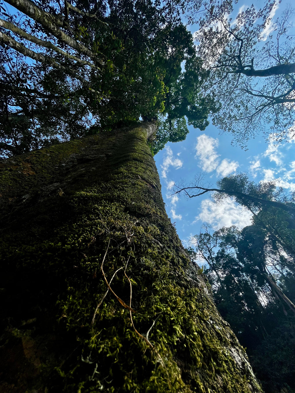 A large moss covered native shade tree on the conservation land at Finca Mi Refugio, Santa Barbara, Honduras