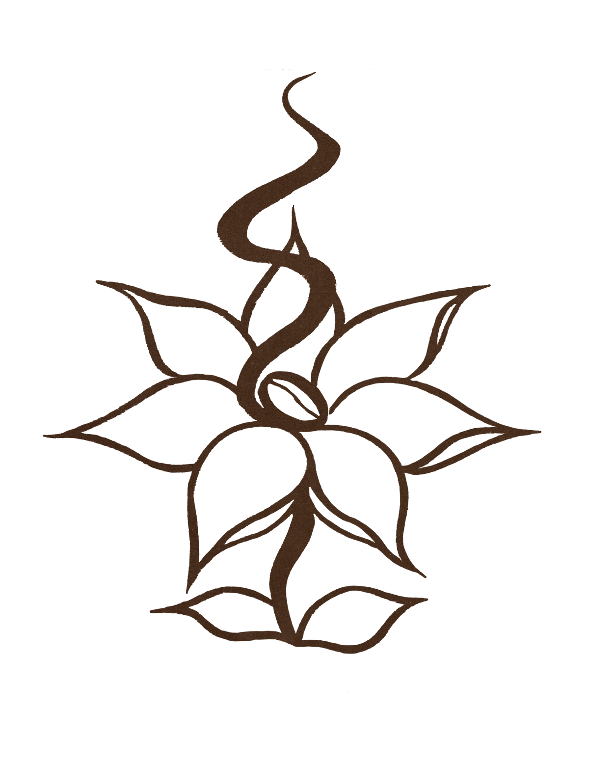 Line drawing of a coffee blossom and leaves