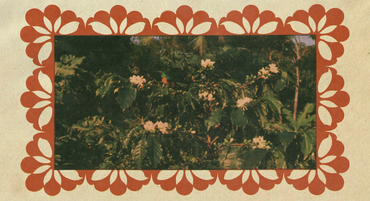 Illustration of a coffee branch in flower in Color Magic artwork