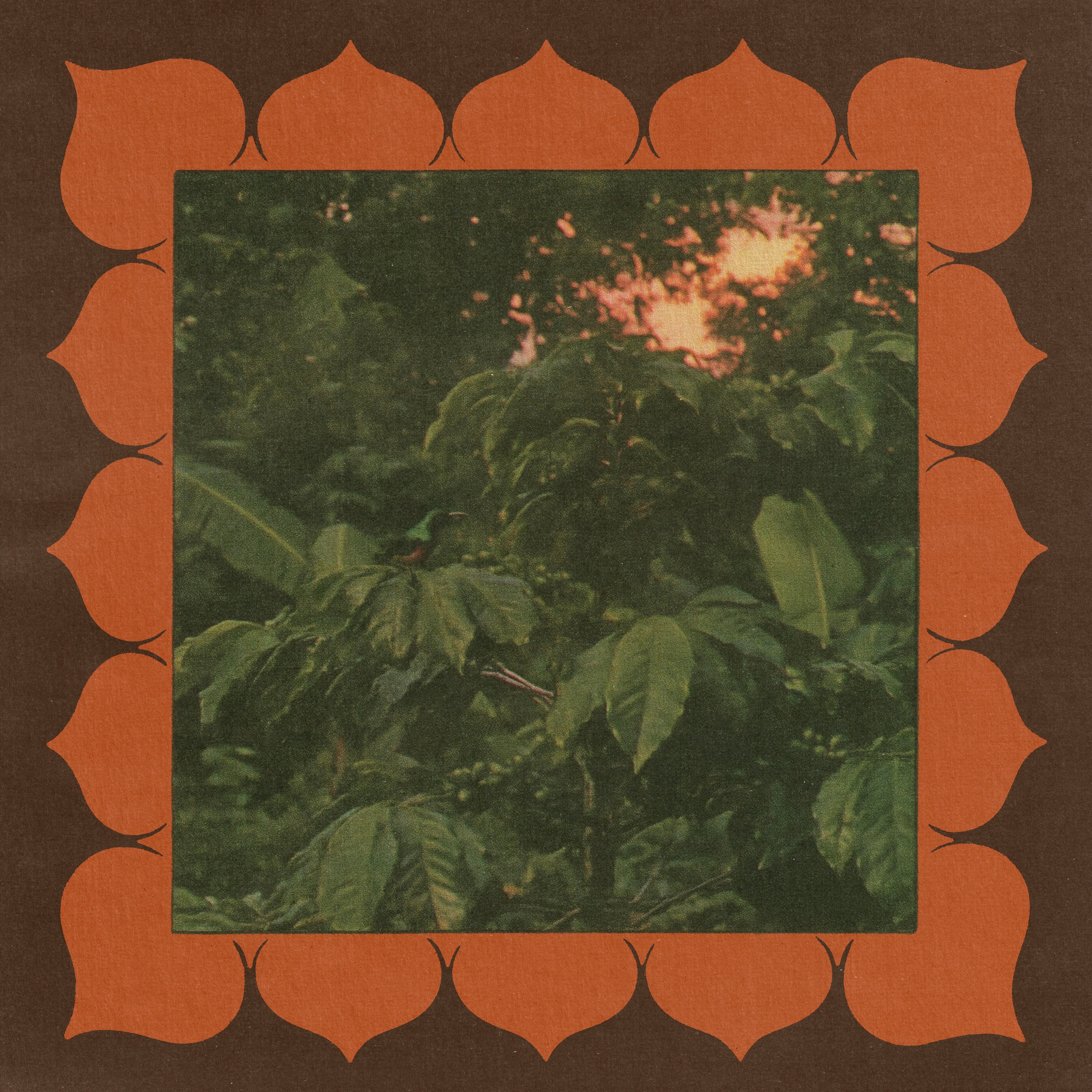 Framed illustration of coffee foliage and a bird